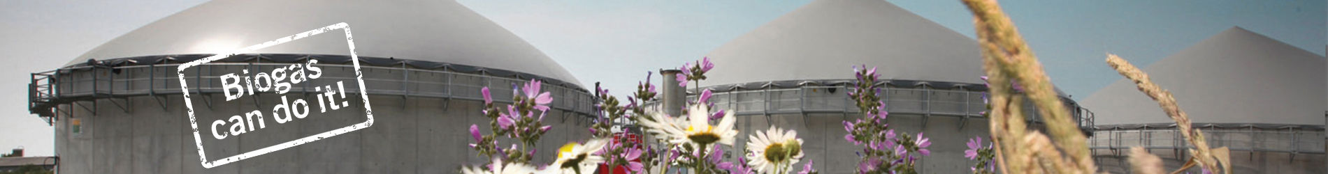 Biogas plant and cornflowers